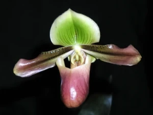 Bild von Paphiopedilum mastersianum 2